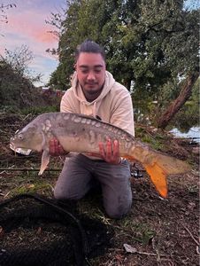 Mirror Carp