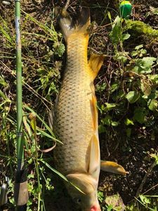 Common Carp