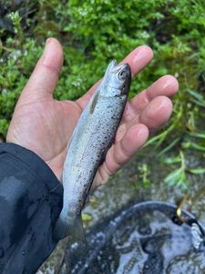 Brown Trout