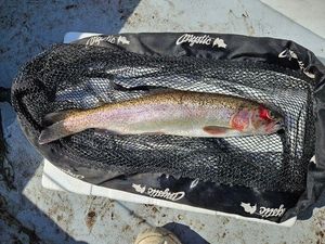 Rainbow Trout