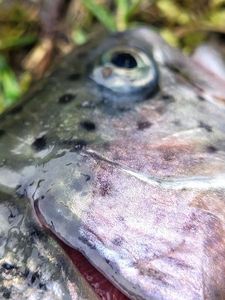 Rainbow Trout