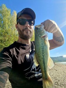 Largemouth Bass