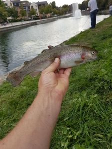 Rainbow Trout