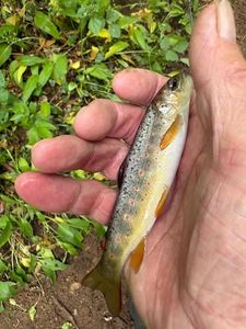 Brown Trout