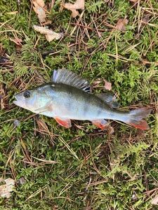 European Perch