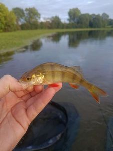 European Perch
