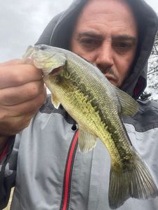 Largemouth Bass