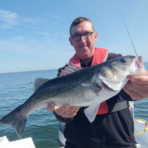 European Bass (Seabass)