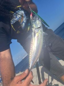 Frigate Tuna