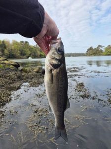 European Bass (Seabass)