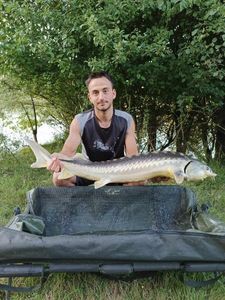 Sturgeon