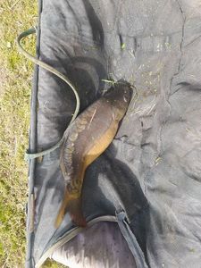 Mirror Carp