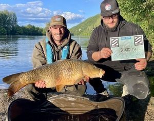 Common Carp