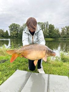 Mirror Carp