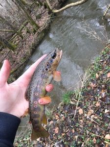 Brown Trout