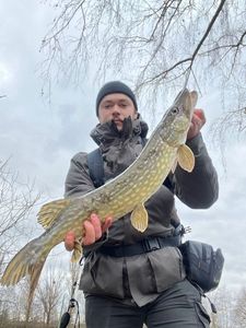Northern Pike