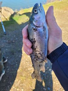 Rainbow Trout