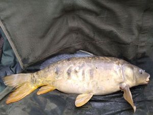 Mirror Carp