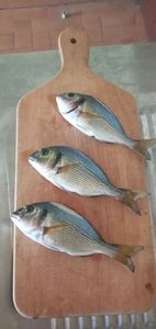 Gilthead Seabream