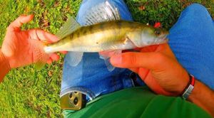 Zander