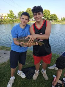 Mirror Carp