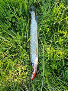 Northern Pike