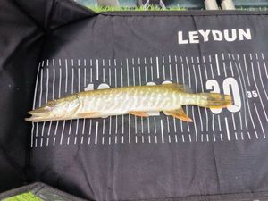Northern Pike