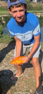 Crucian Carp