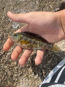 Ballan Wrasse