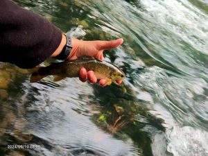 Brown Trout