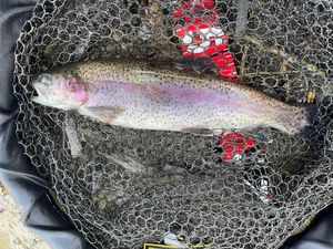Rainbow Trout