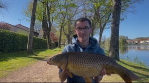 Common Carp