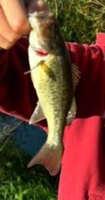 Largemouth Bass