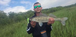 Zander