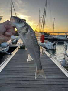 European Bass (Seabass)