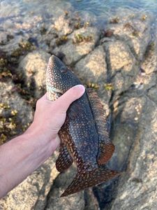 Ballan Wrasse