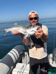 European Bass (Seabass)