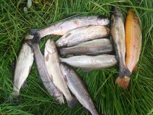 Rainbow Trout
