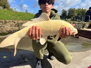 Koï Fish