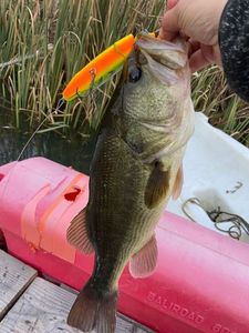 Smallmouth Bass