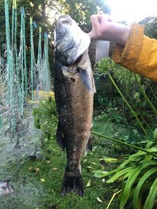 European Bass (Seabass)