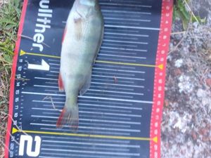 European Perch