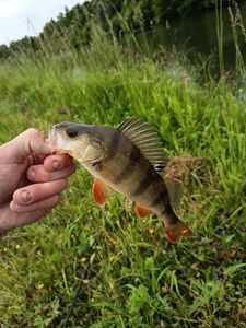 European Perch