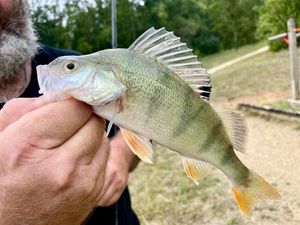 European Perch