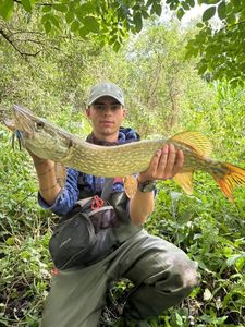 Northern Pike