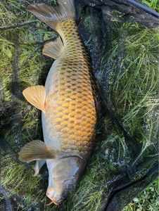 Common Carp