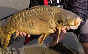Mirror Carp