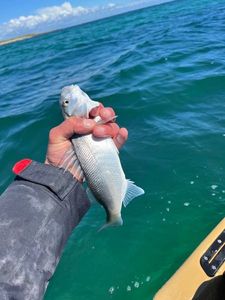 European Bass (Seabass)