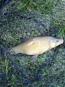 Tench