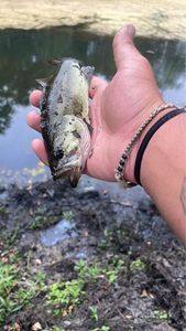 Largemouth Bass